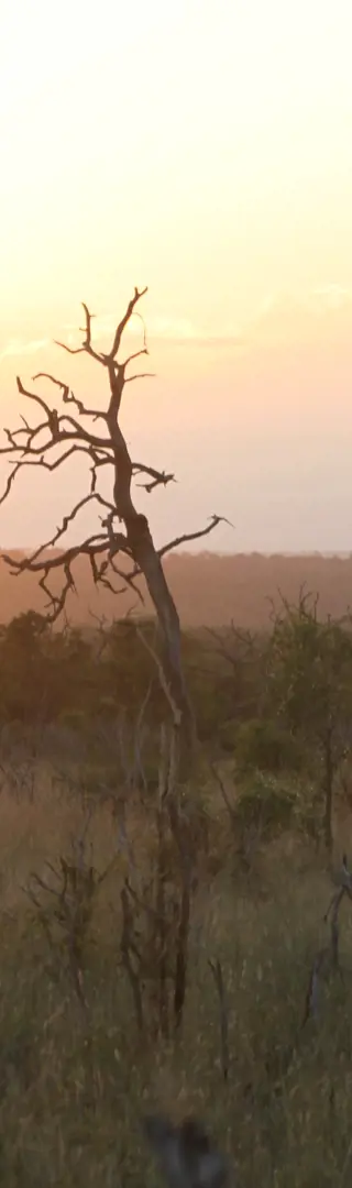 Safari am späten Nachmittag